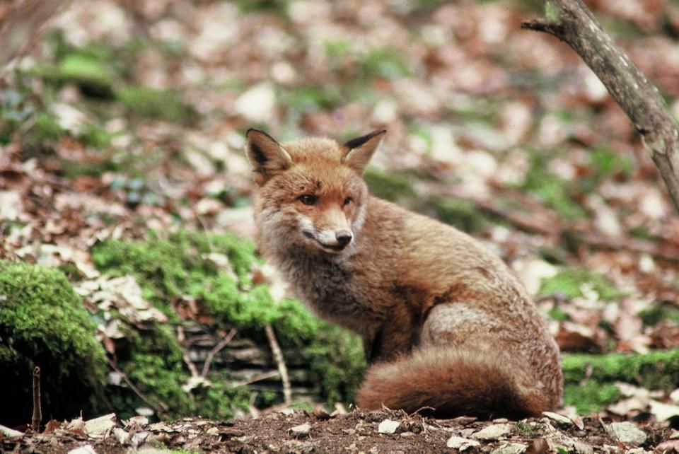Fiches animaux - Le renard roux