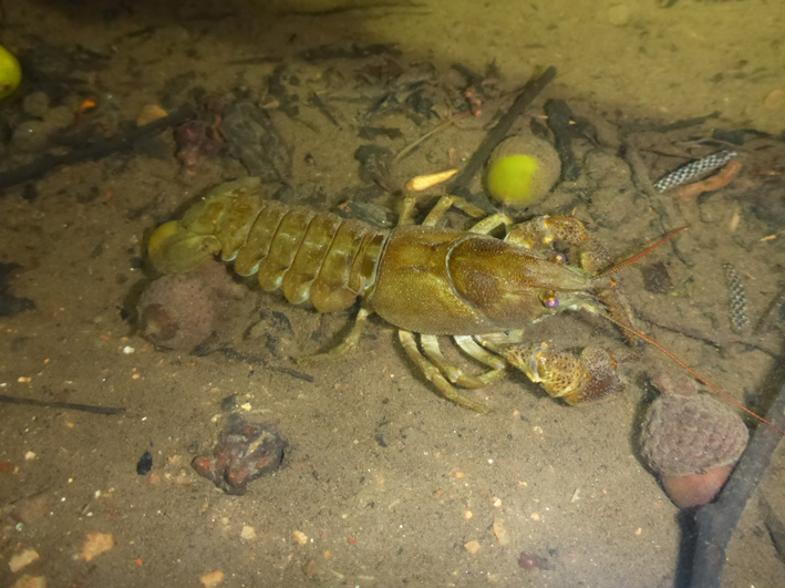 Austropotamobius pallipes © Gaëtan Balay