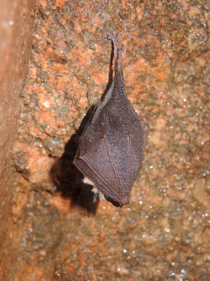 Petit rhinolophe en cours d'hibernation © L. JOUVE