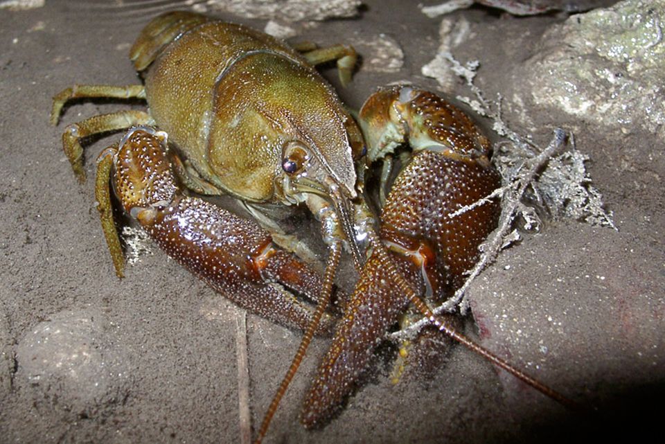 Ecrevisses ShnaOfab