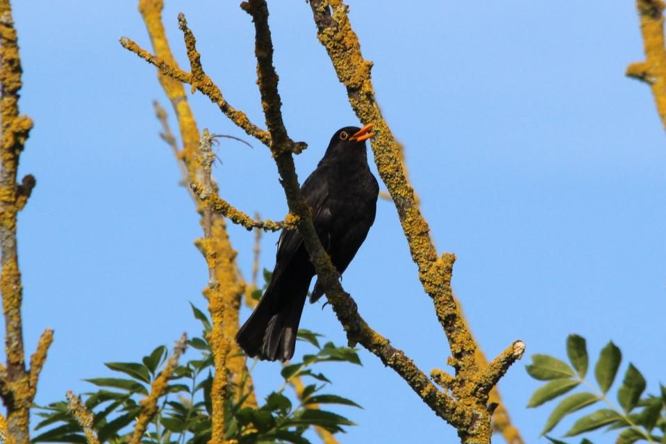 Suivi Temporel Des Oiseaux Communs (STOC-EPS) Shna-Ofab