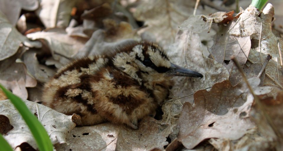Poussin d&eacute;couvert en Sa&ocirc;ne-et-Loire par l'ONCFS SD71 &copy; Aur&eacute;lien Lacondemine