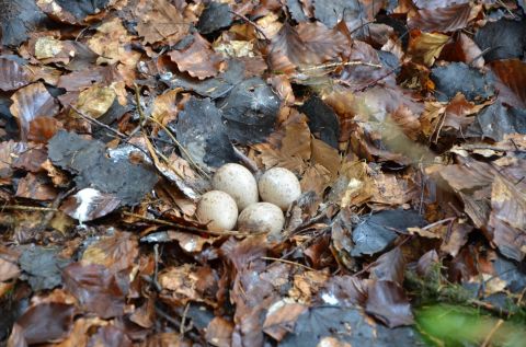 Nid de b&eacute;casse d&eacute;couvert sur le Haut-Folin &copy; C&eacute;cile D&eacute;troit
