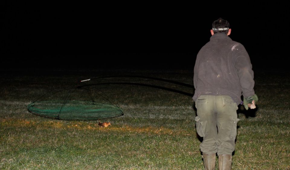 Capture d'une b&eacute;casse &agrave; l'aide d'un filet fix&eacute; au bout d'une canne &copy; Daniel Magnin