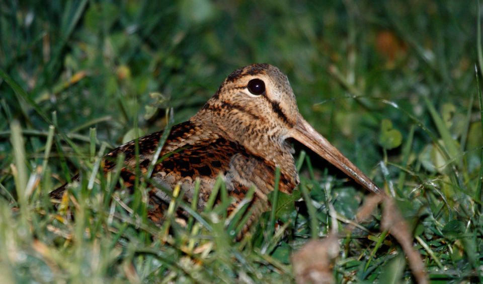 B&eacute;casse des bois observ&eacute;e sur l'un de ses sites d'hivernage &copy; Daniel Magnin