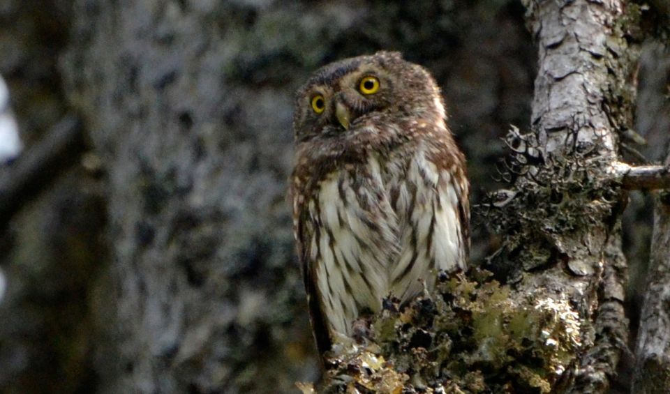 Chev&ecirc;chette d'Europe &copy; Fran&ccedil;oise Philibert