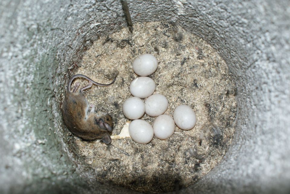 Ponte de Tengmalm d&eacute;couverte dans un nichoir au cours du suivi 2012 &copy; Pierre Coudor