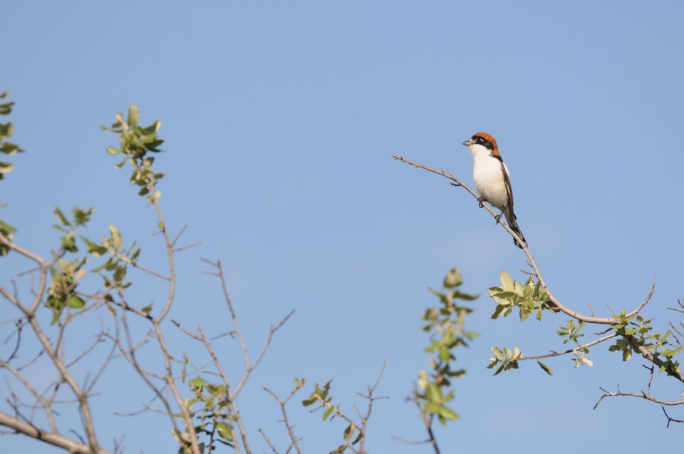 Pie-gri&egrave;che t&ecirc;te rousse &copy; Ludovic Jouve