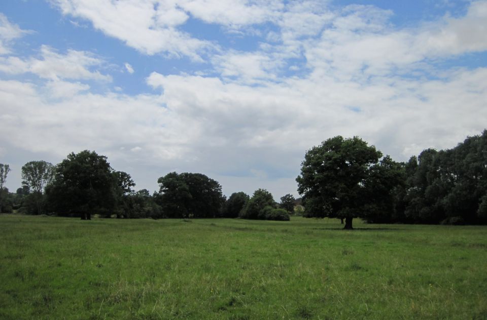 Bocage arbor&eacute; fr&eacute;quent&eacute; par la Pie-gri&egrave;che &agrave; t&ecirc;te rousse en nidification dans la Ni&egrave;vre (Pays de Four) &copy; C&eacute;cile D&eacute;troit