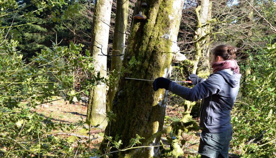 Mesures sur les arbres &agrave; cavit&eacute;s &copy; Christine Dodelin
