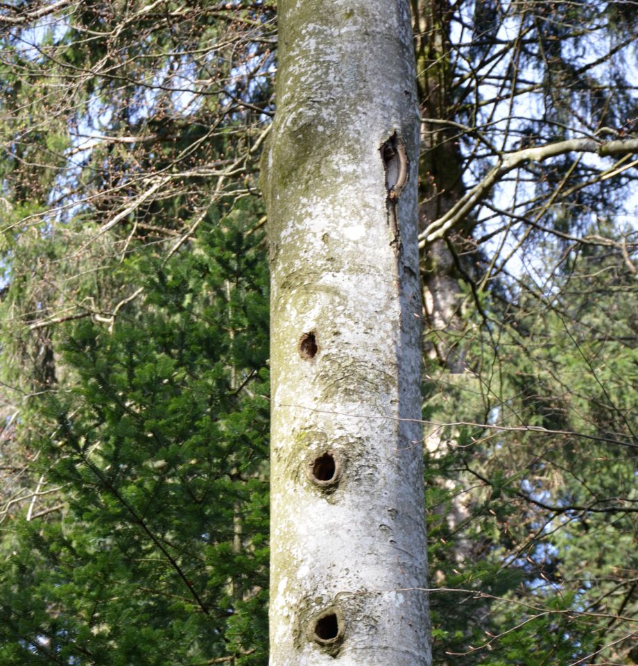 H&ecirc;tre porteur de plusieurs loges de Pic noir favorables &agrave; la Tengmalm &copy; Christine Dodelin
