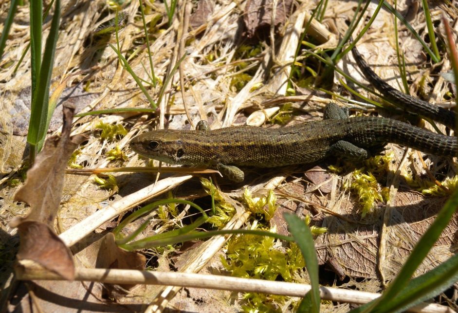 Lézard vivipare, espèce menacée en Bourgogne classée «vulnérable» © Nicolas Varanguin