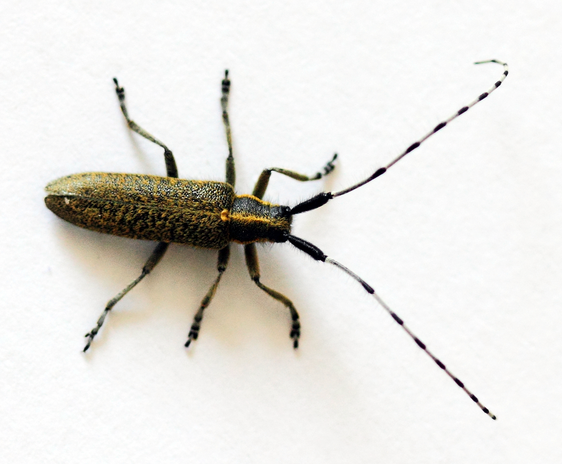 Agapanthia villosoviridescens · M. CARNET · SHNA-OFAB