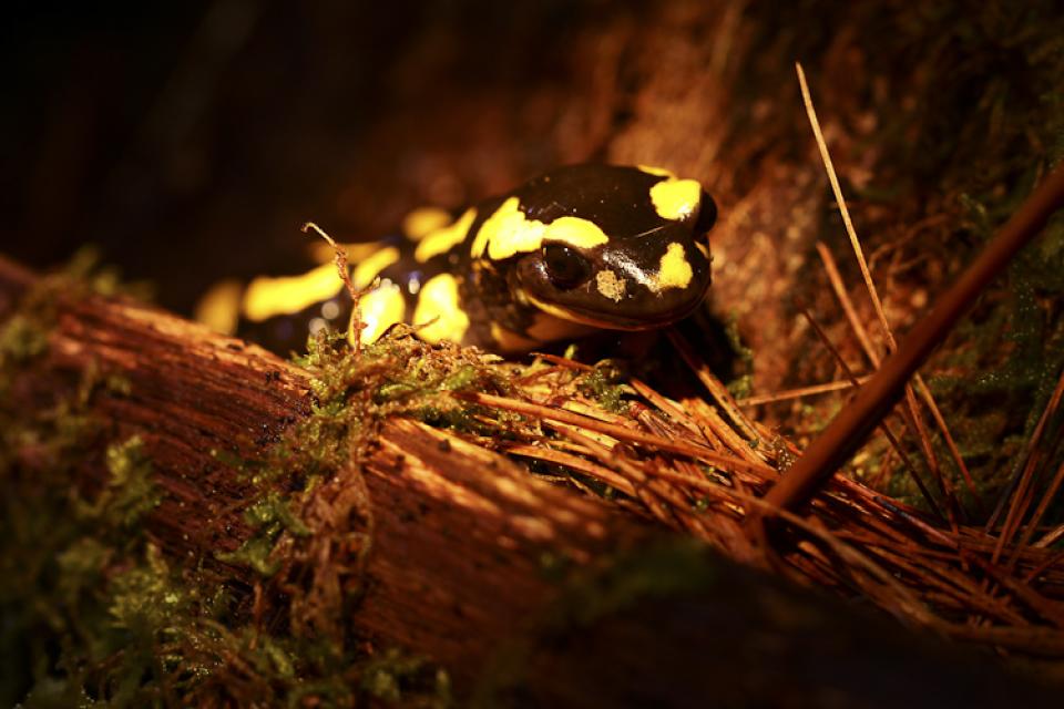 Salamandre tachetée (Salamandra salamandra) © M. JOUVE