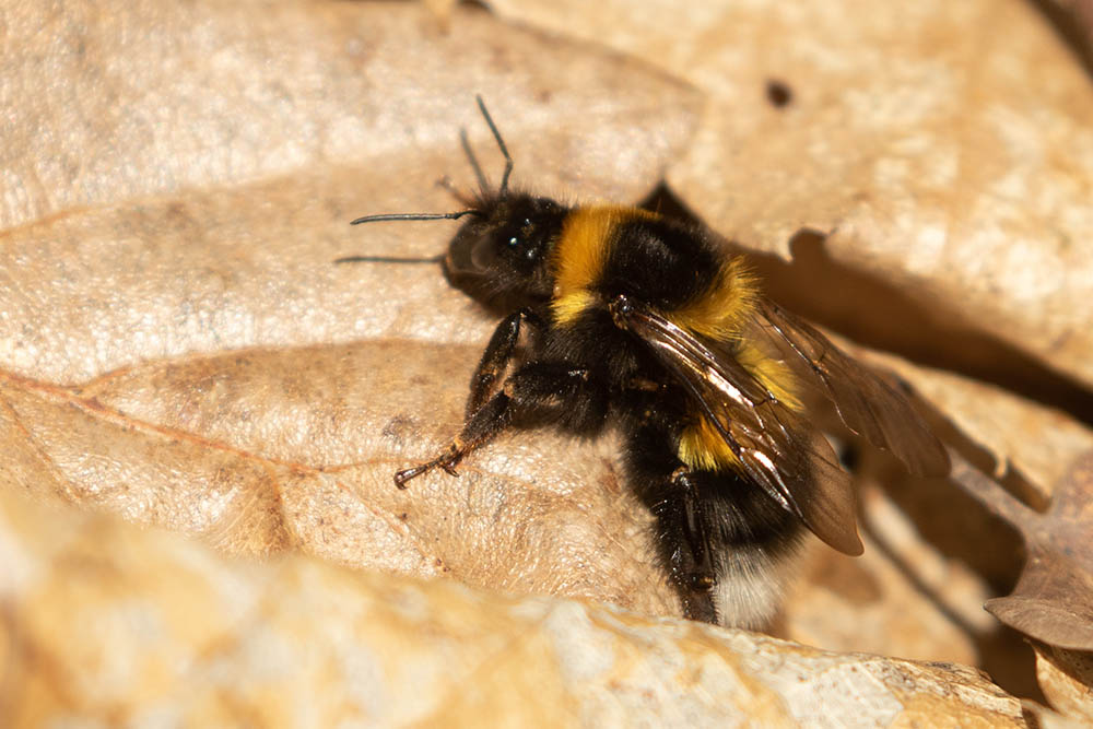 Bombus hortorum © Lydia Devriese