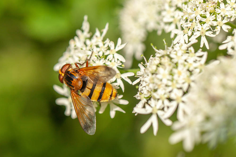 Volucella inanis © Tom Mauchamp