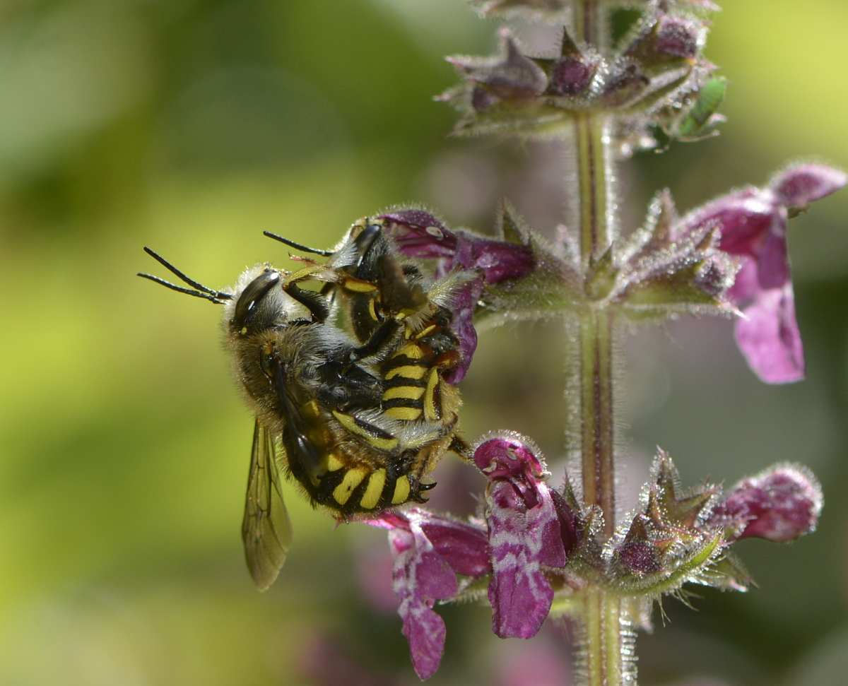 Anthidium manicatum © Agnès BUCHER-HAUPAIS