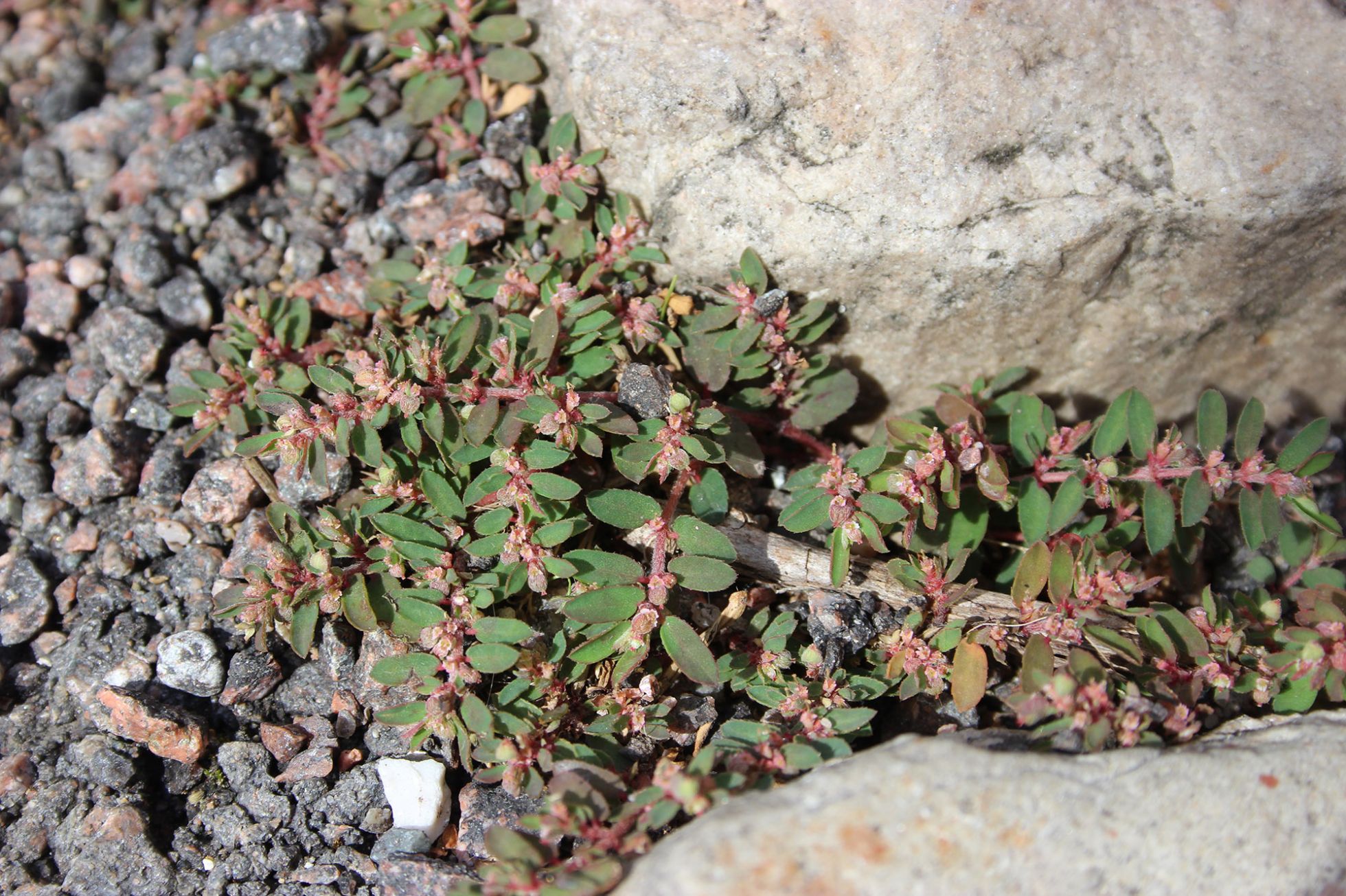 Euphorbia maculata © David Beaudoin