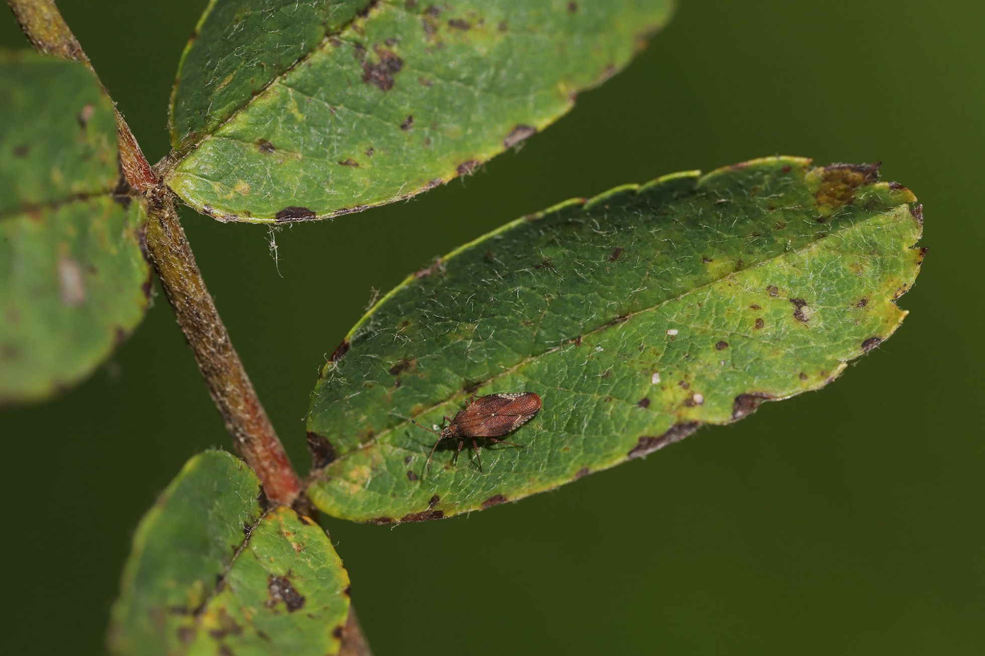 Ennaloel Mateo-Espada - Physatocheila smerczynskii