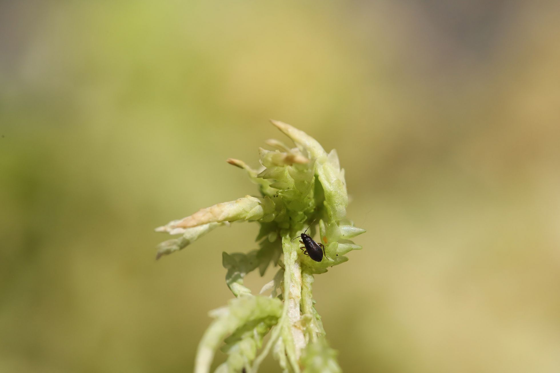 Ennaloel Mateo-Espada - Ceratocombus cleoptratus