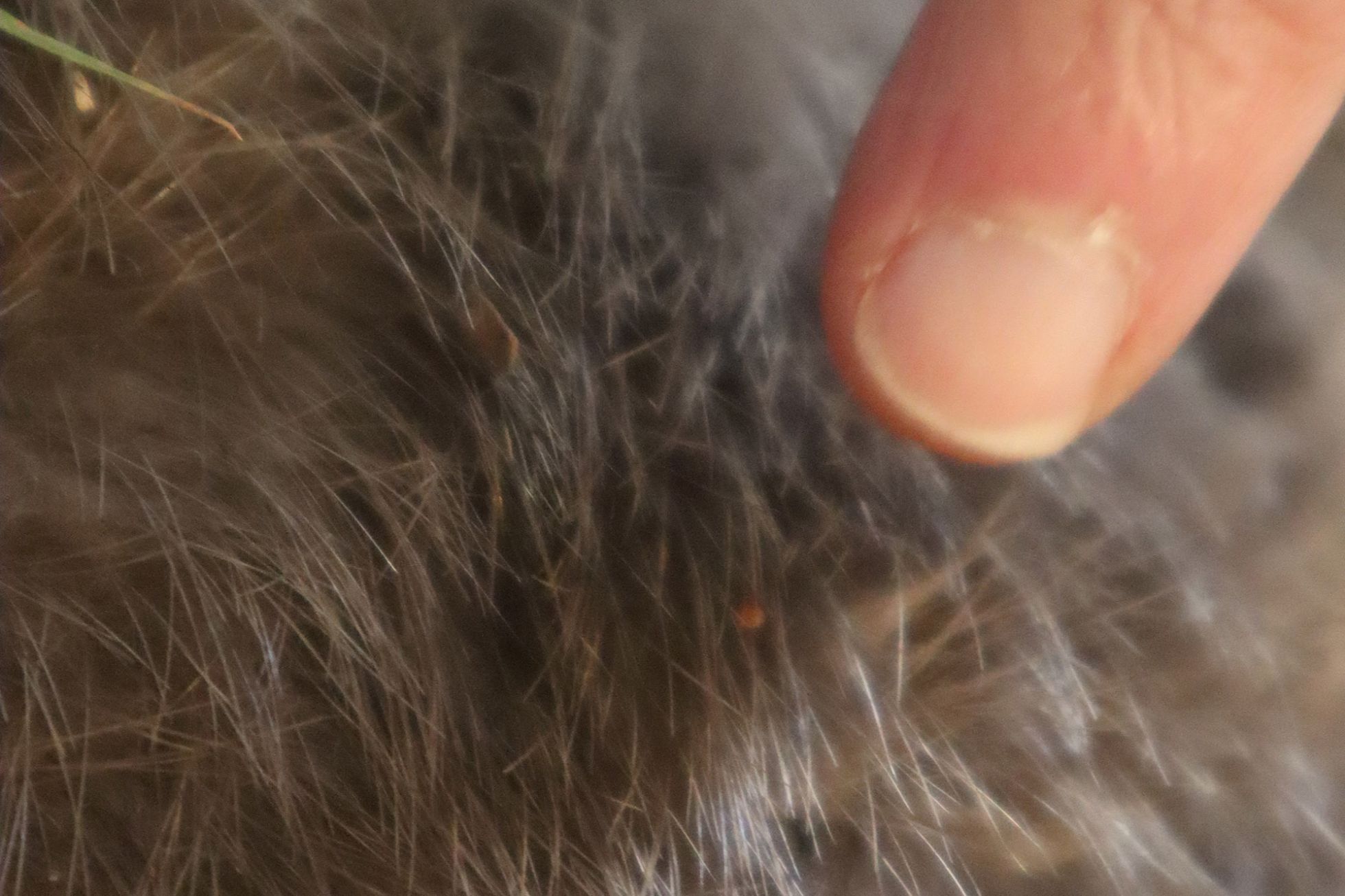 © Guillaume Léchenet SHNA-OFAB