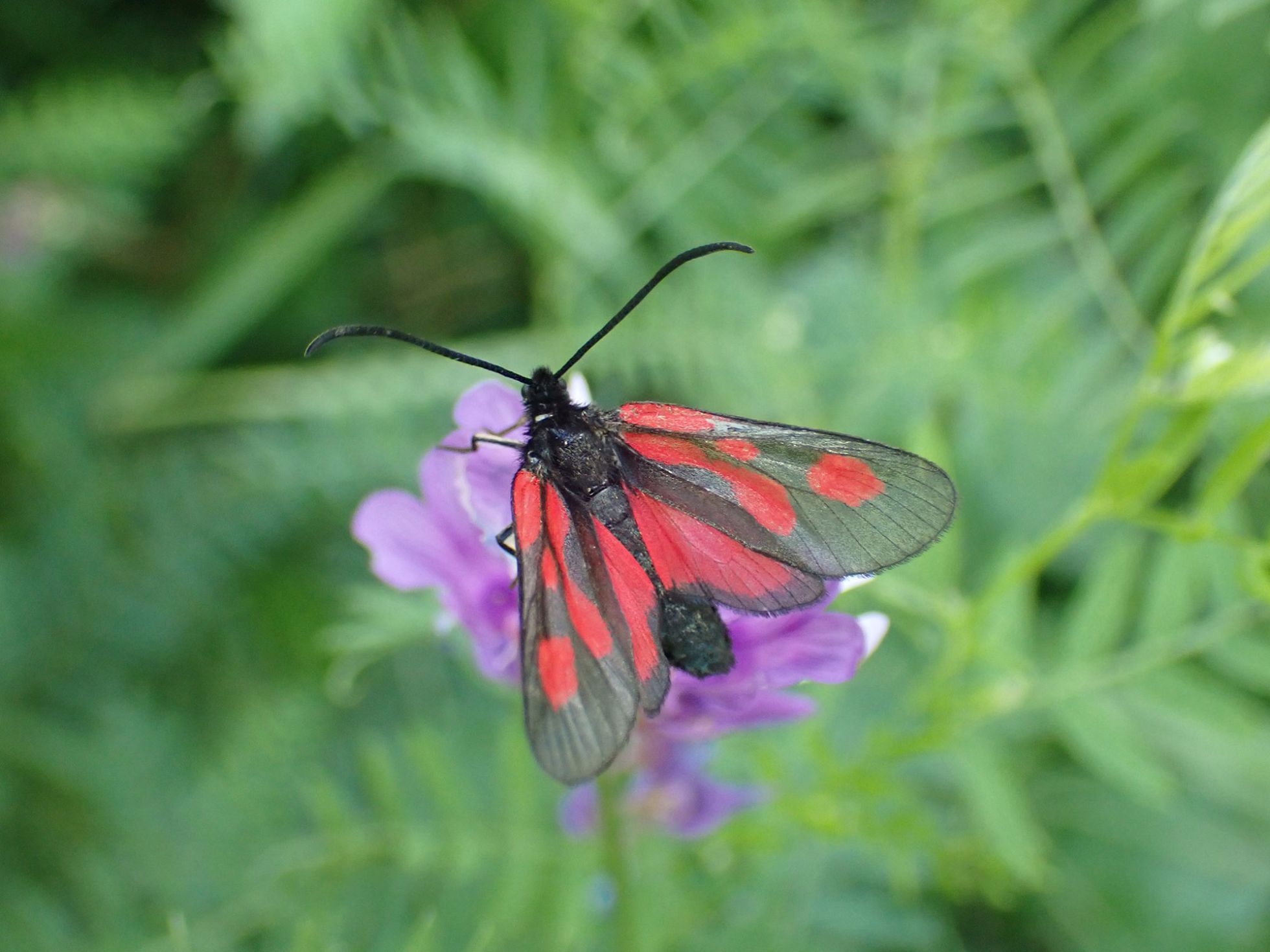 Zygène des vesces © Quentin Barbotte