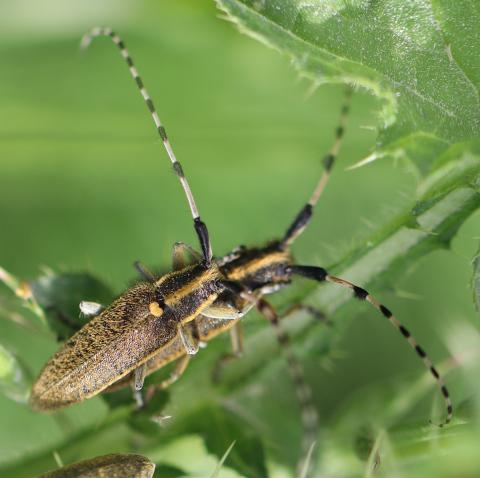 Couple d'Agapanthia dahli