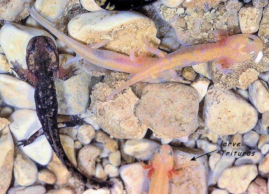 Salamandre tachetée (Salamandra salamandra) et Triton ponctué (Lissotriton vulgaris)