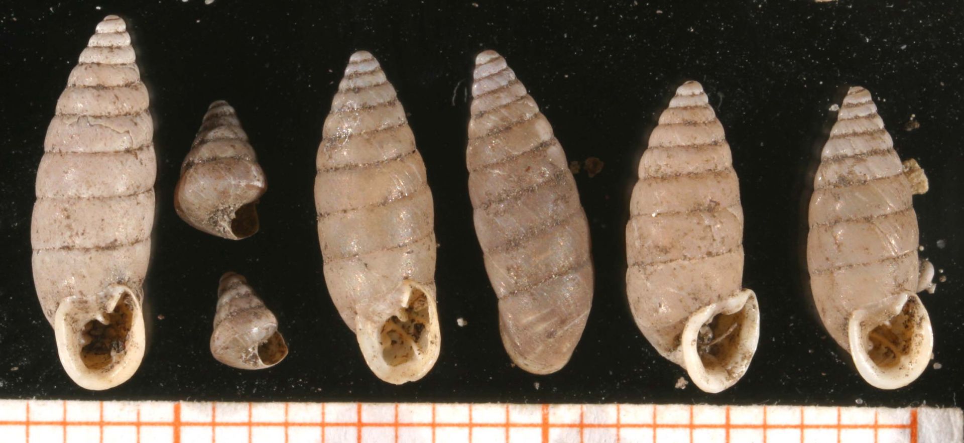 Maillot variable (Granaria variabilis)