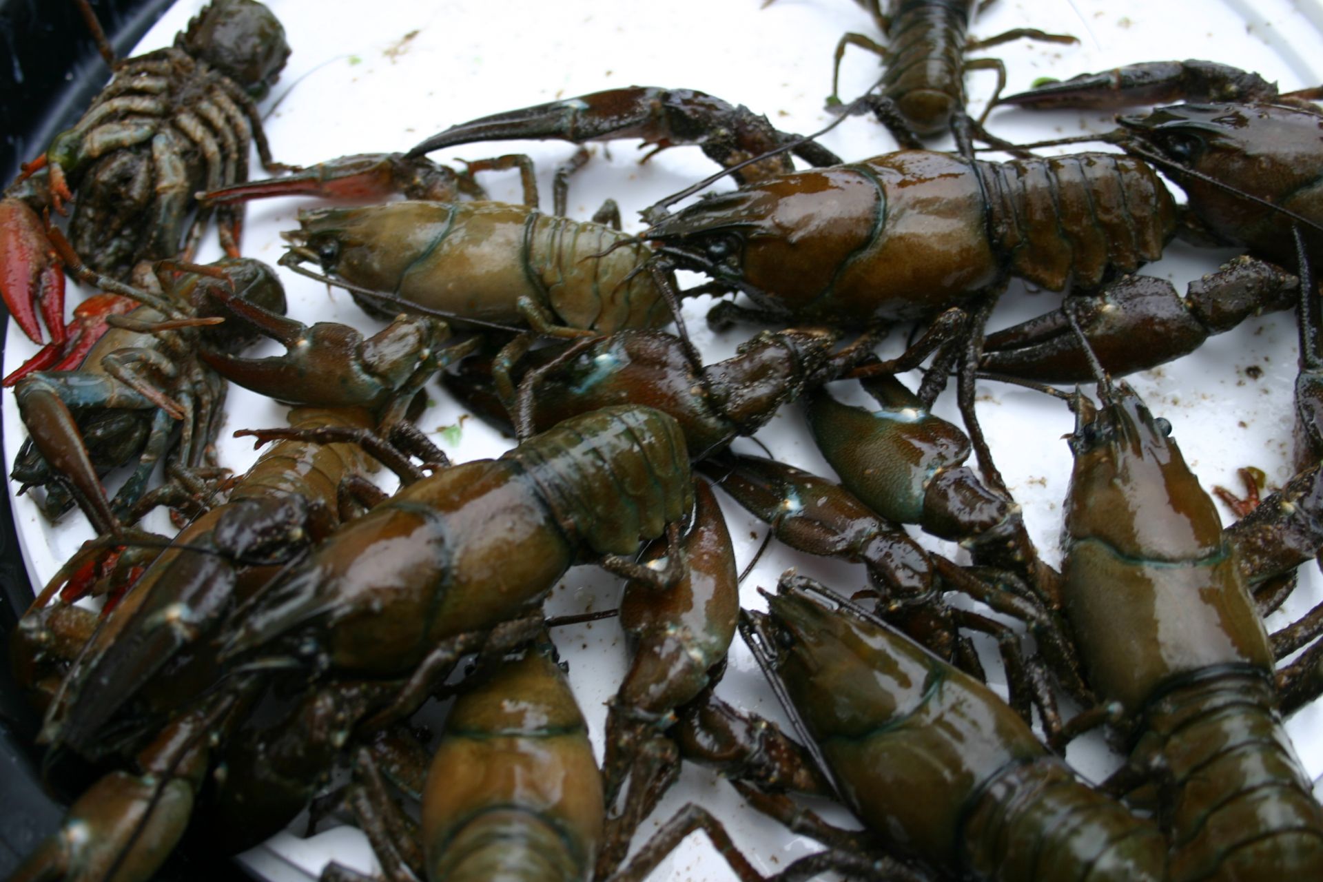 <i>Pacifastacus leniusculus</i>  © Alexandre Cartier