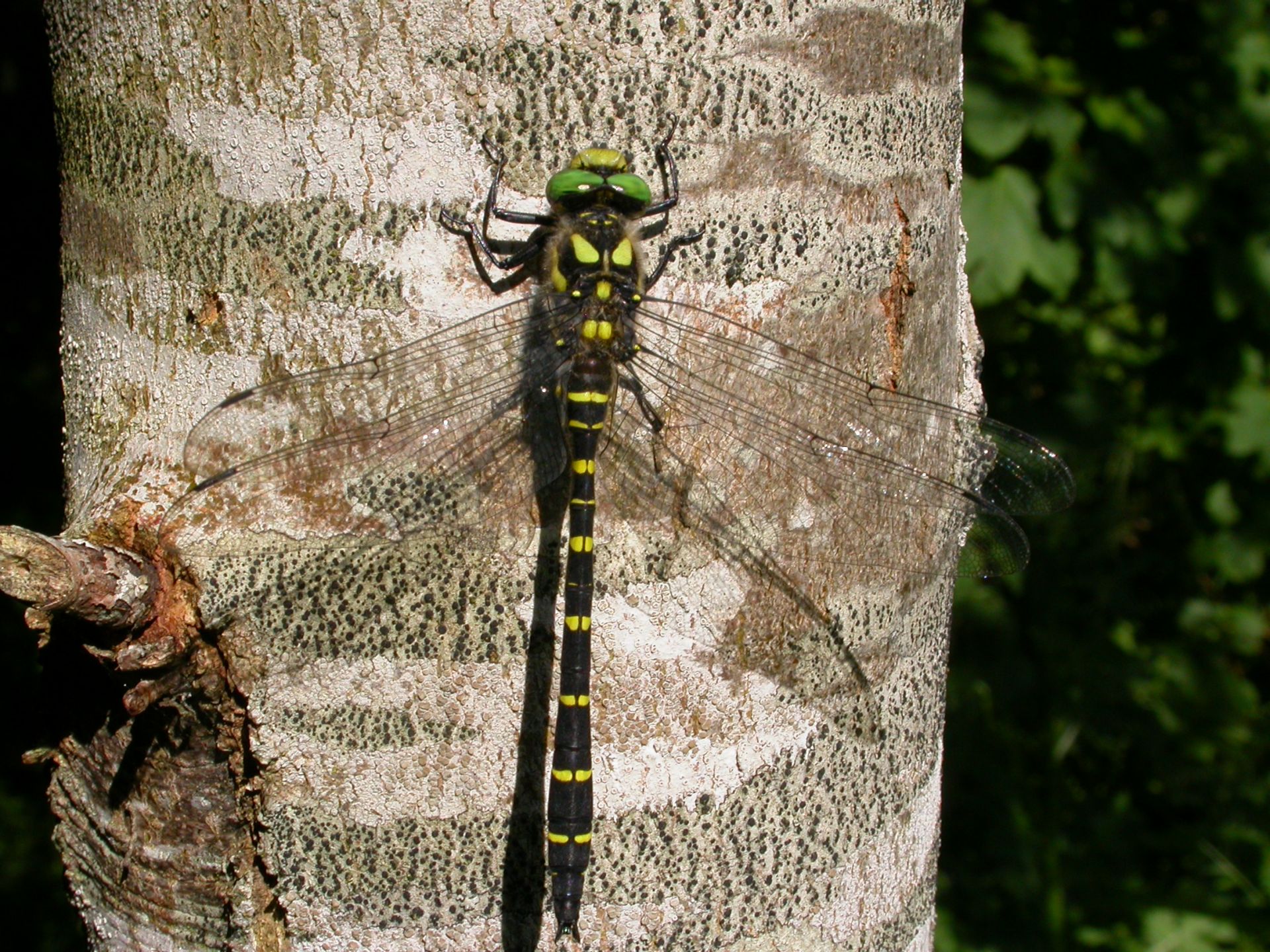 Cordulégastre bidenté (Cordulegaster bidentata)