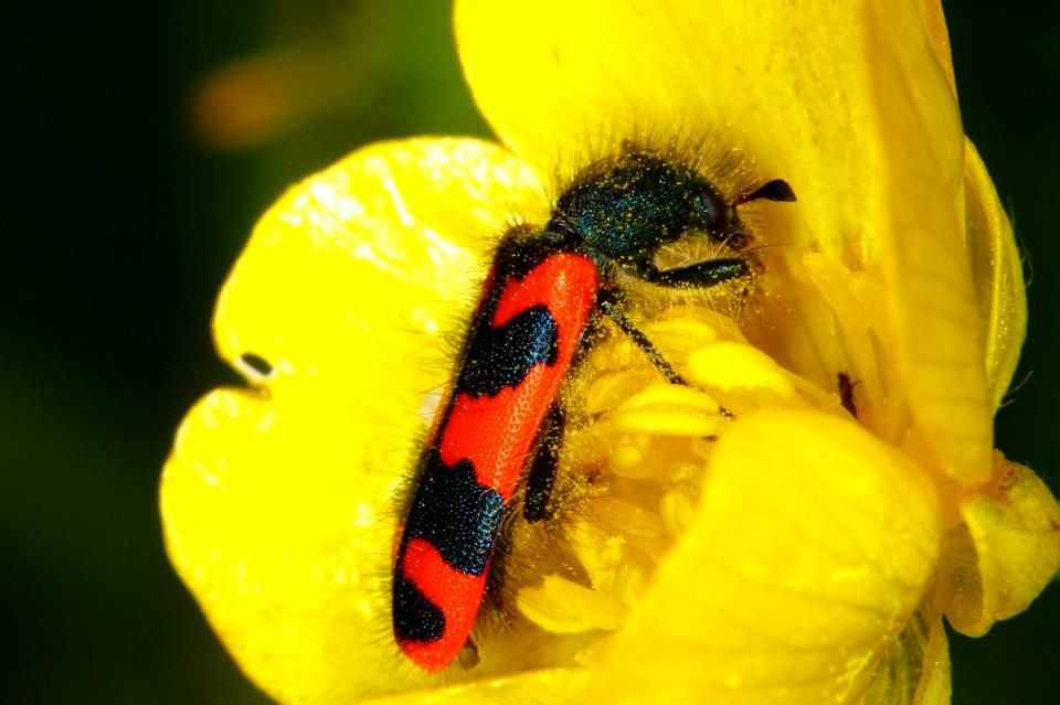 Trichodes alvearius - Clairon des ruches