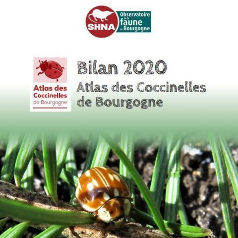 Le bilan 2020 de l'Atlas des Coccinelles de Bourgogne est en ligne