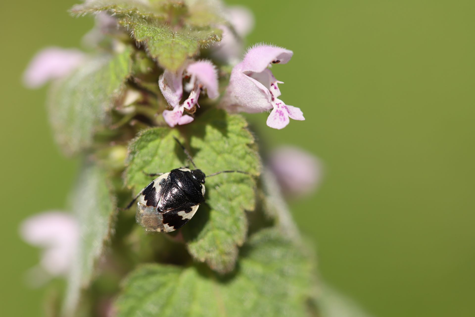 <i>Tritomegas bicolor</i>  © Ennaloël Mateo-Espada