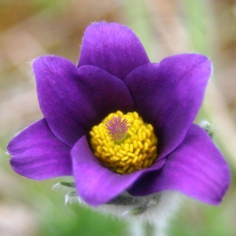Anemone pulsatilla @© SHNA-OFAB