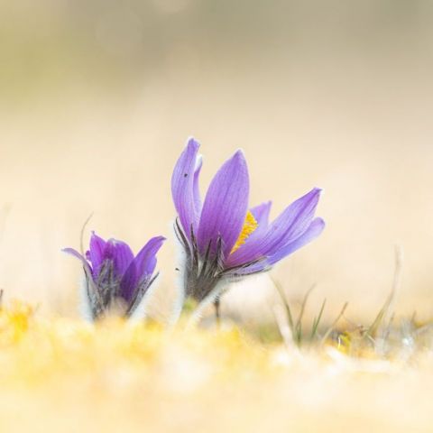 Anémone pulsatille @© Birger Strahl