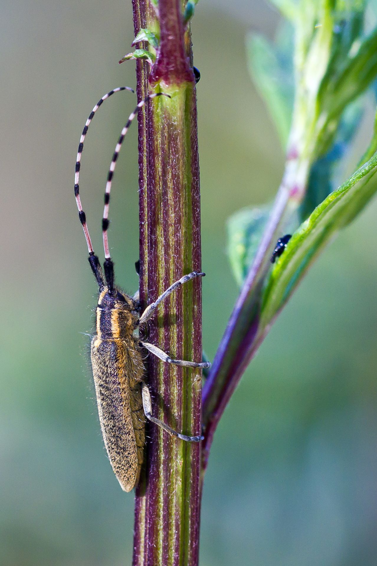 Agapanthia dahli