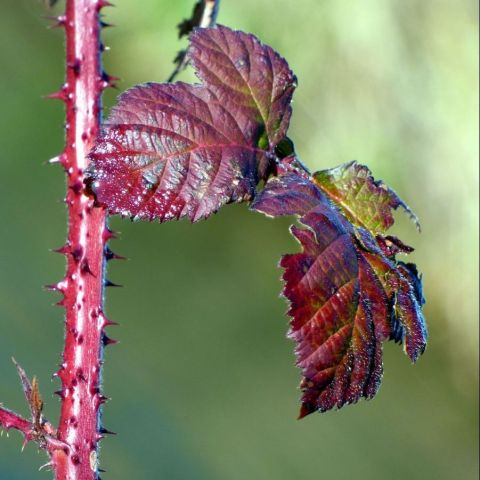 Rubus @© Eric Michelat