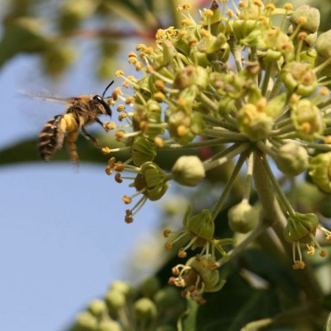 hedera helix @Martha Benoît