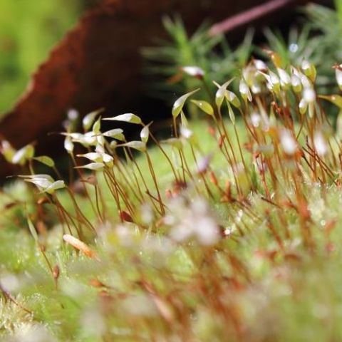 Leucobryum glaucum @David Beaudoin