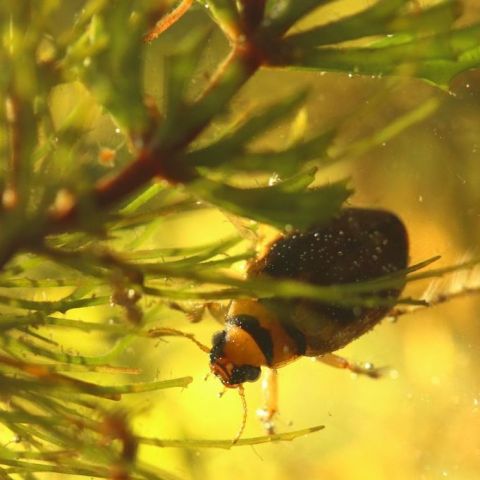 Hygrobia hermani @© Mathurin Carnet SHNA