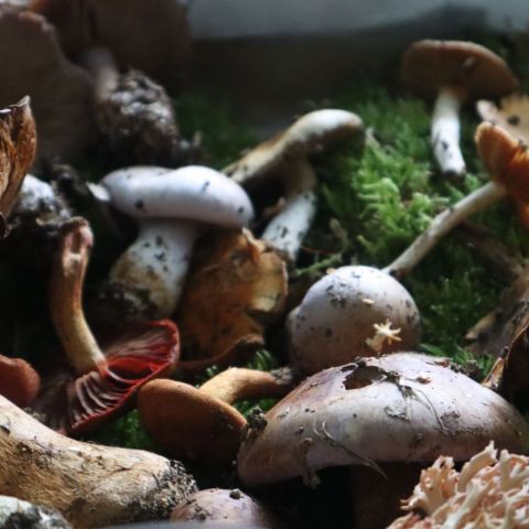  @Guillaume Léchenet SHNA-OFAB