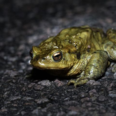 Bufo bufo @Jérémy Lefèvre
