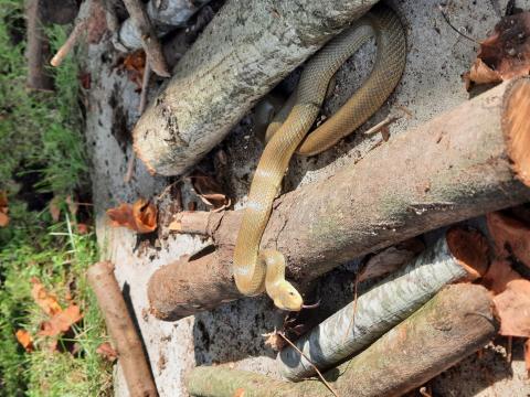 Dans un tas de bois de chauffage.