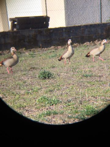 3 ouettes dont 1 mâle