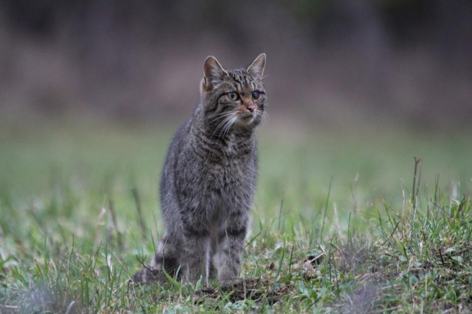 Chat sauvage (Felis silvestris)
