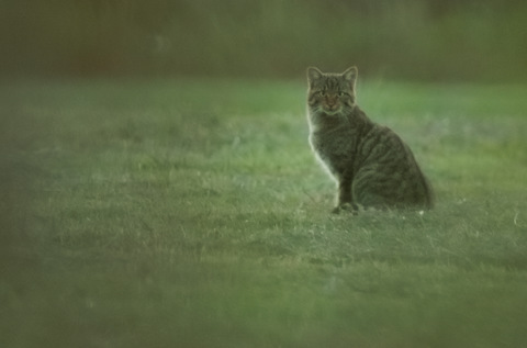 Chat sauvage - Felis silvestris