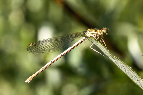 Agrion à larges pattes - Platycnemis pennipes
