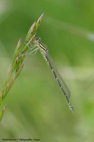 Agrion mignon - Coenagrion scitulum