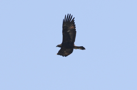 Aigle royal - Aquila chrysaetos